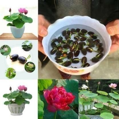 Bowl Lotus Flower Premium seeds (Pack of 100 seeds)